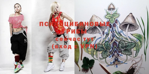 PSILOCYBIN Новозыбков